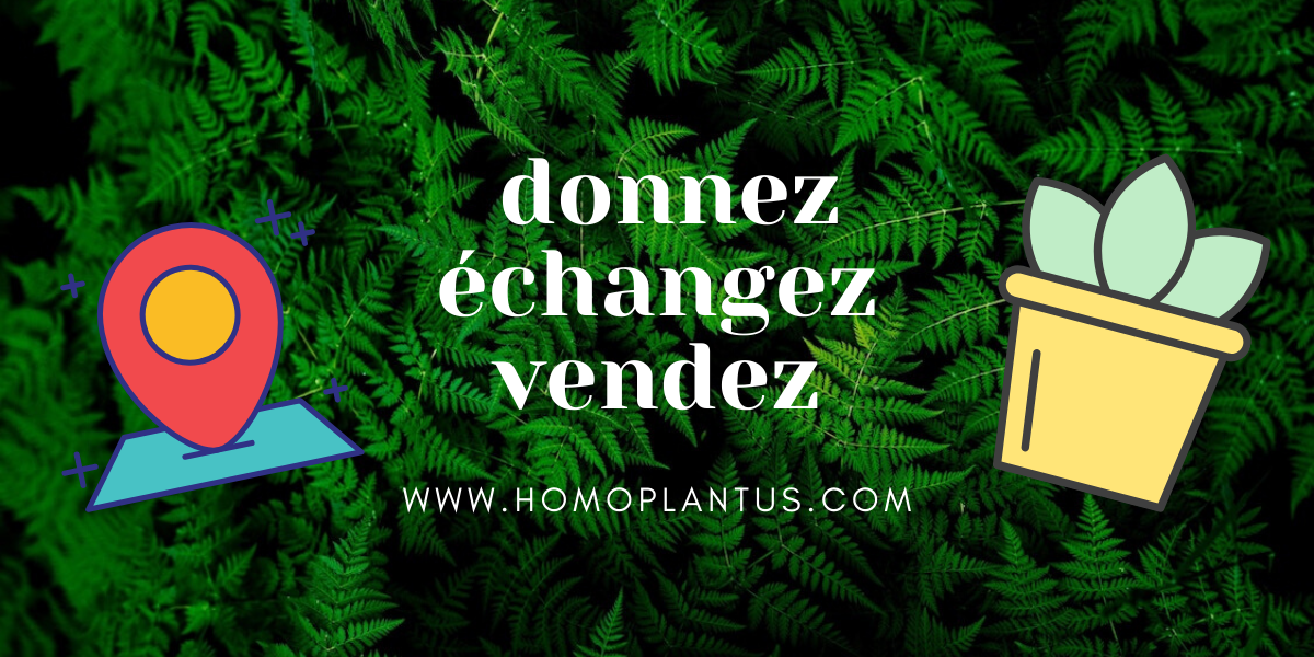 Homoplantus logo